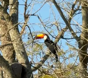 Época de Tucanes en Florencia: una invitación a observar y cuidar las aves