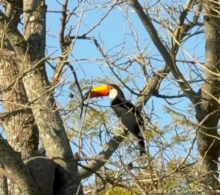 Época de Tucanes en Florencia: una invitación a observar y cuidar las aves