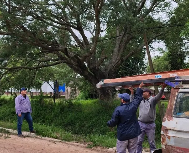 Un fuerte temporal de viento causó destrozos en Florencia: árboles y postes caídos en varios barrios